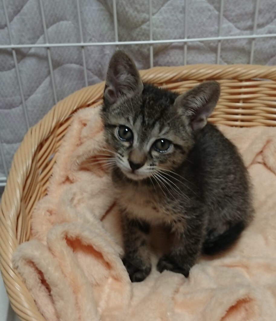ほんわか可愛いキジトラ子猫のリズ！