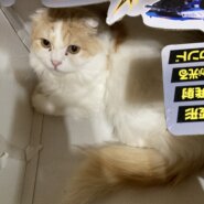 生後1歳半から2歳半のスコティッシュフォールドの男の子