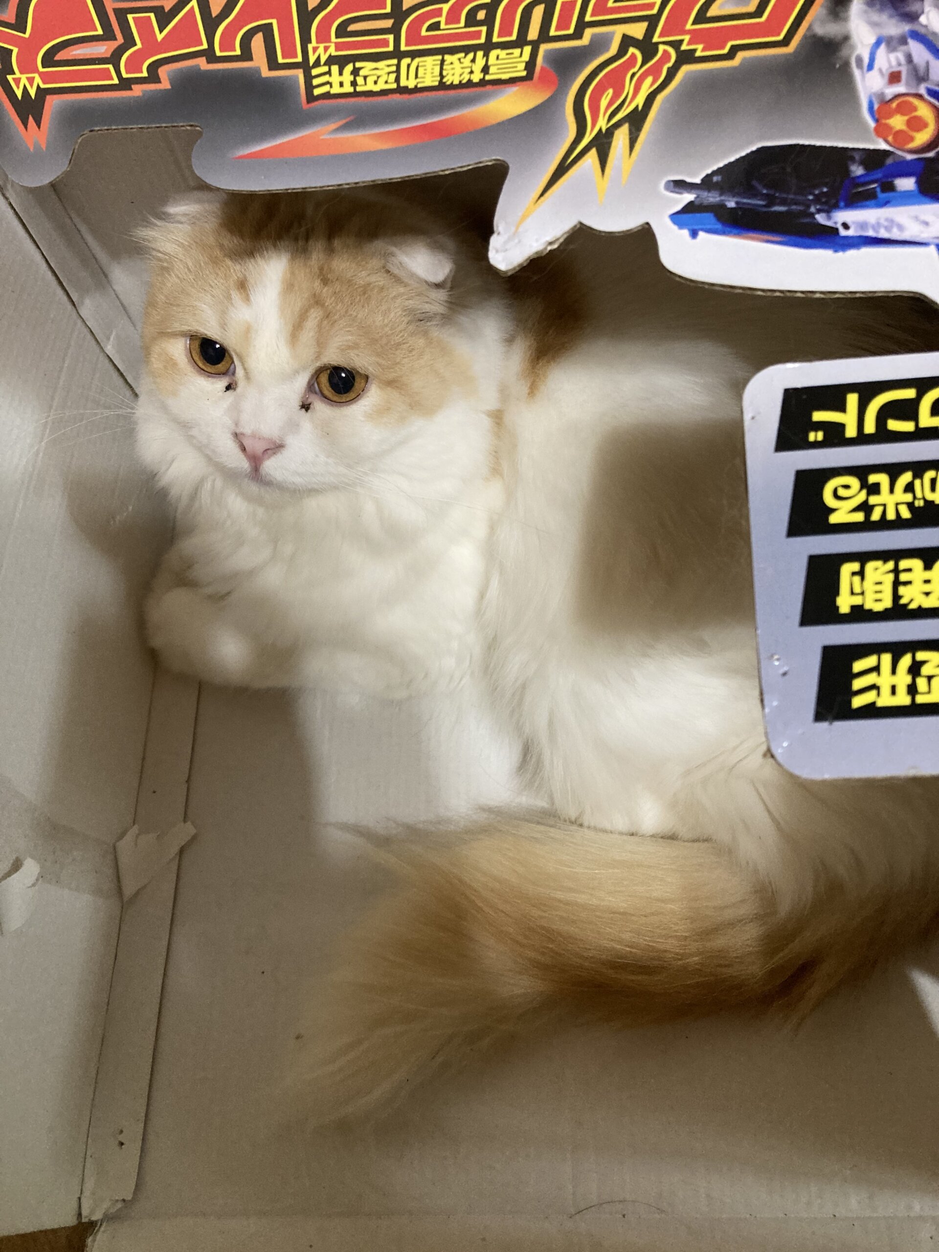 生後1歳半から2歳半のスコティッシュフォールドの男の子