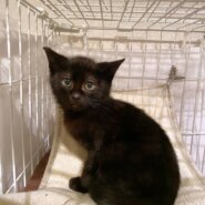 5/17に保護したばかり生後2ヶ月の可愛い男の子♪