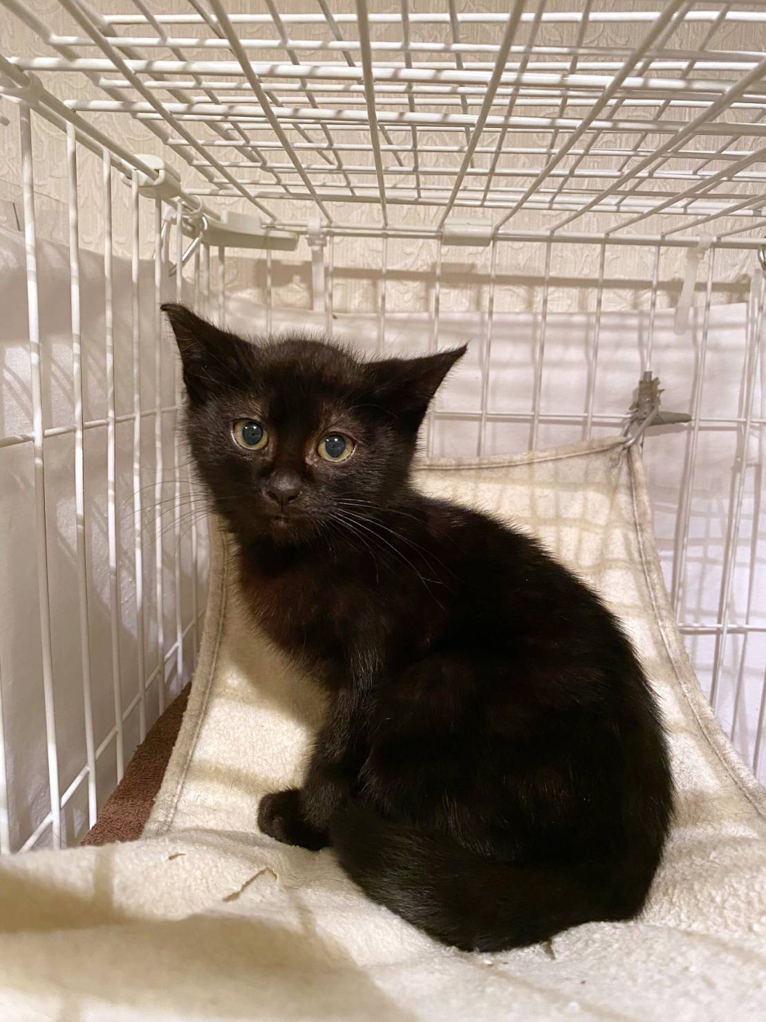 5/17に保護したばかり生後2ヶ月の可愛い男の子♪