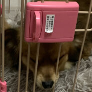 7月後半までワンチャン1匹一時的に預かってもらえる方探してます。