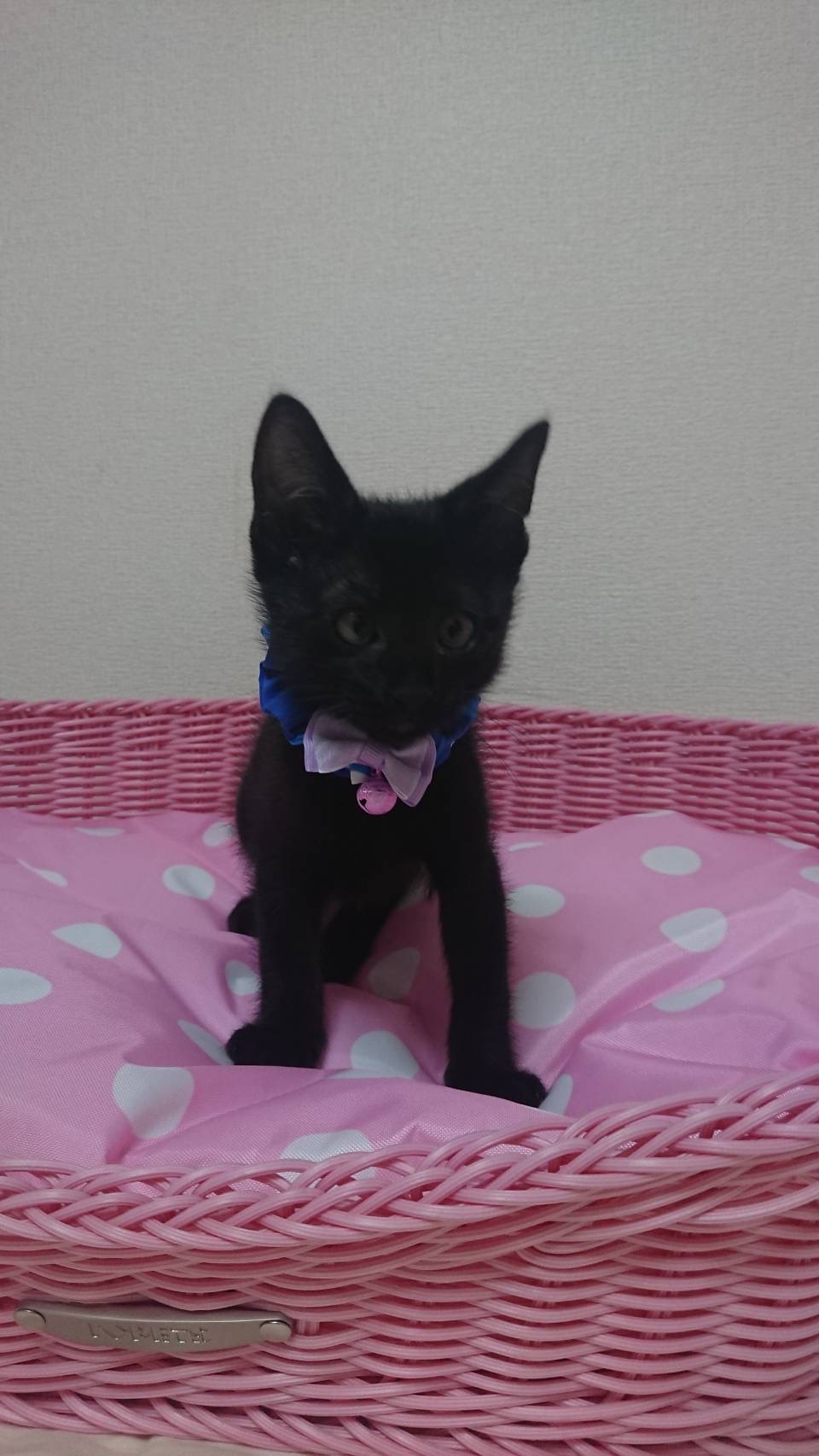 くりくりお目目が可愛い黒猫子猫の鳴門！