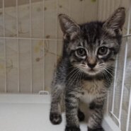 ベリーキュートなキジトラ子猫のマカナ！