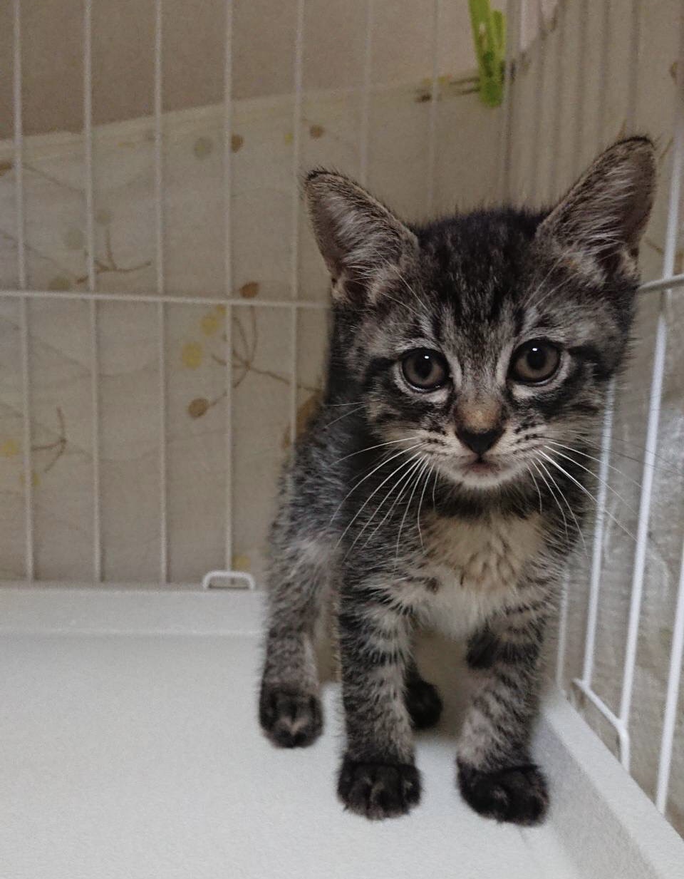 ベリーキュートなキジトラ子猫のマカナ！