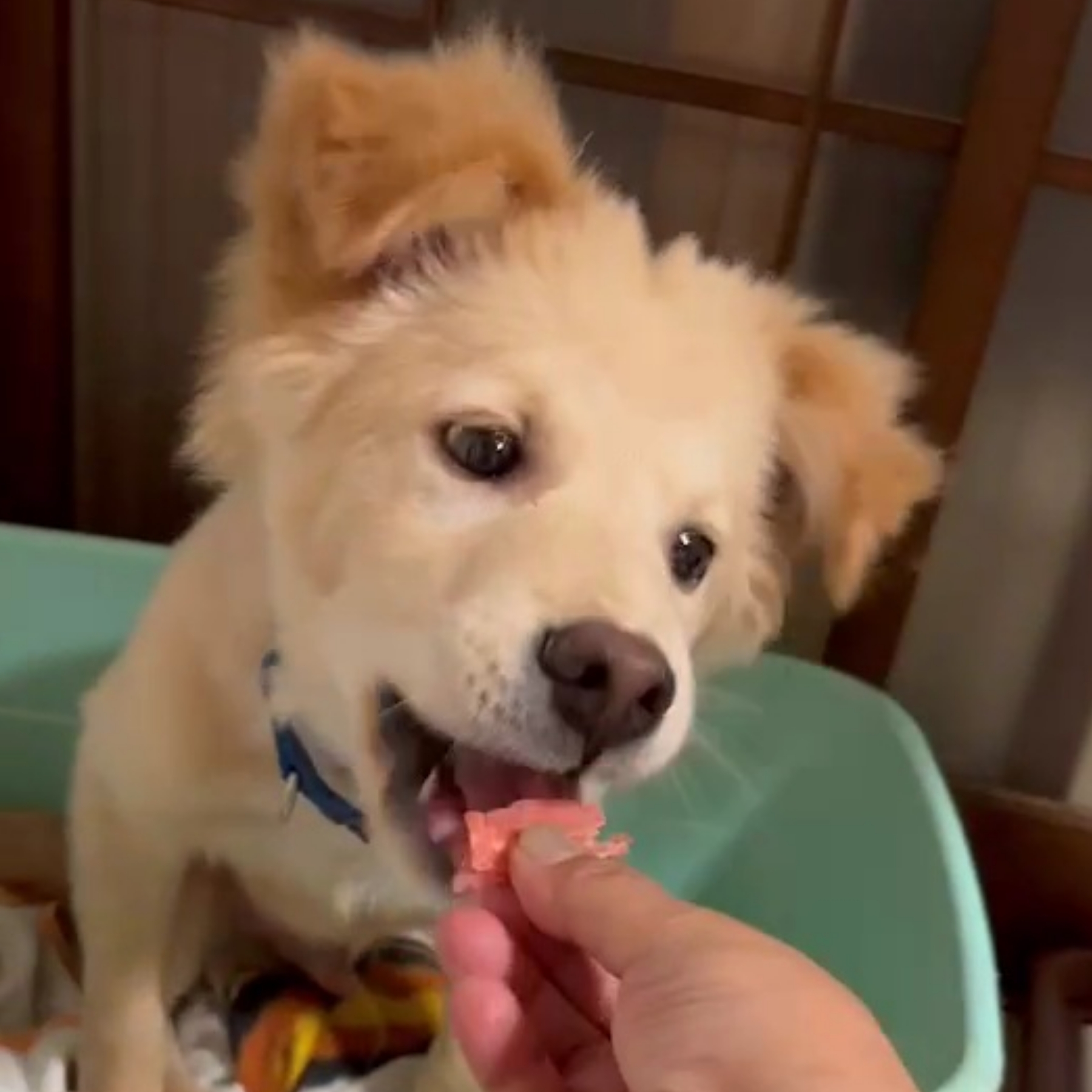 ティーくん♂️2021.12.10頃生まれ