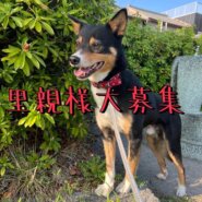 推定3歳！元野犬のハルくん