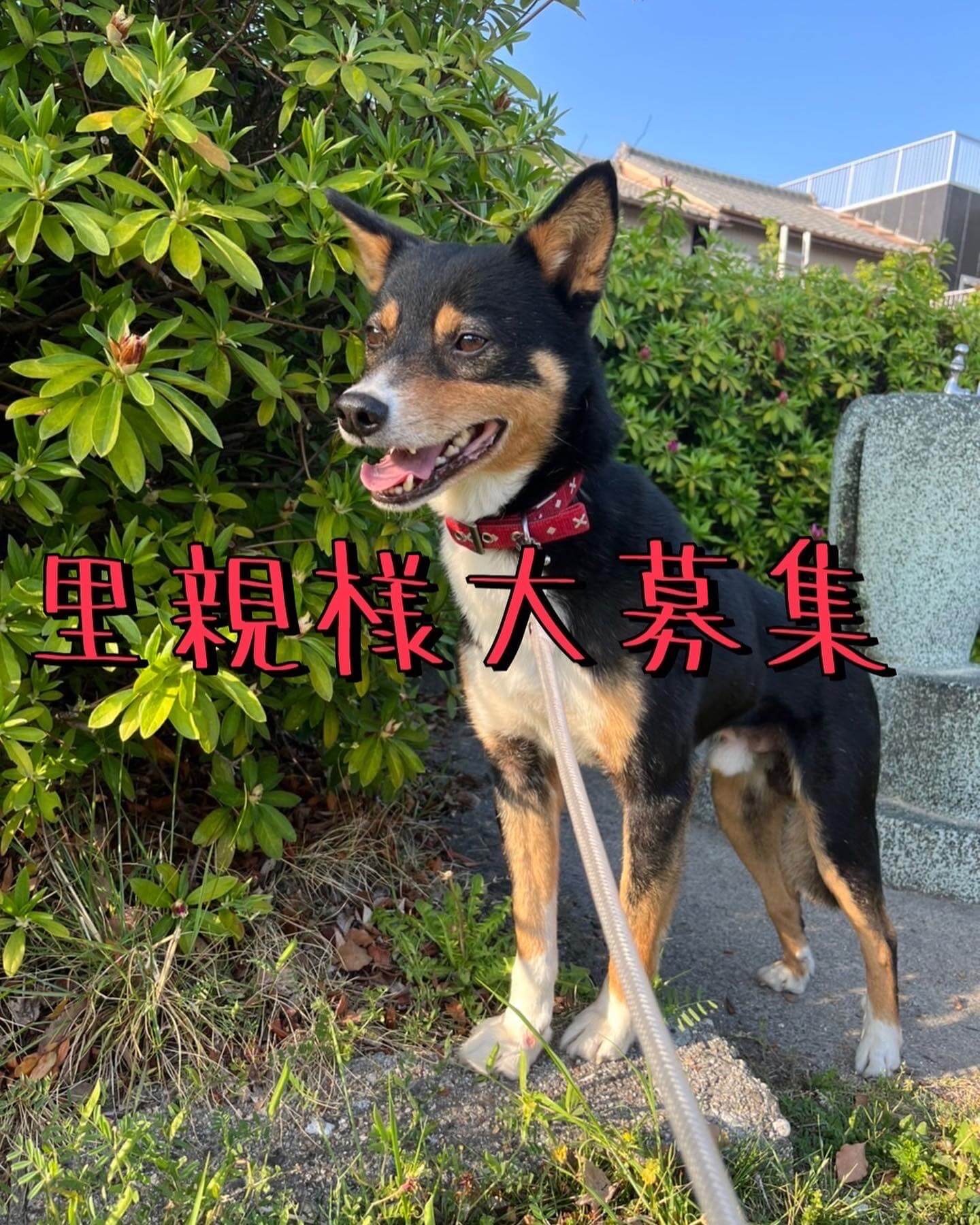 推定3歳！元野犬のハルくん