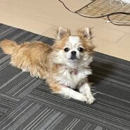 もなかもうすぐ３歳