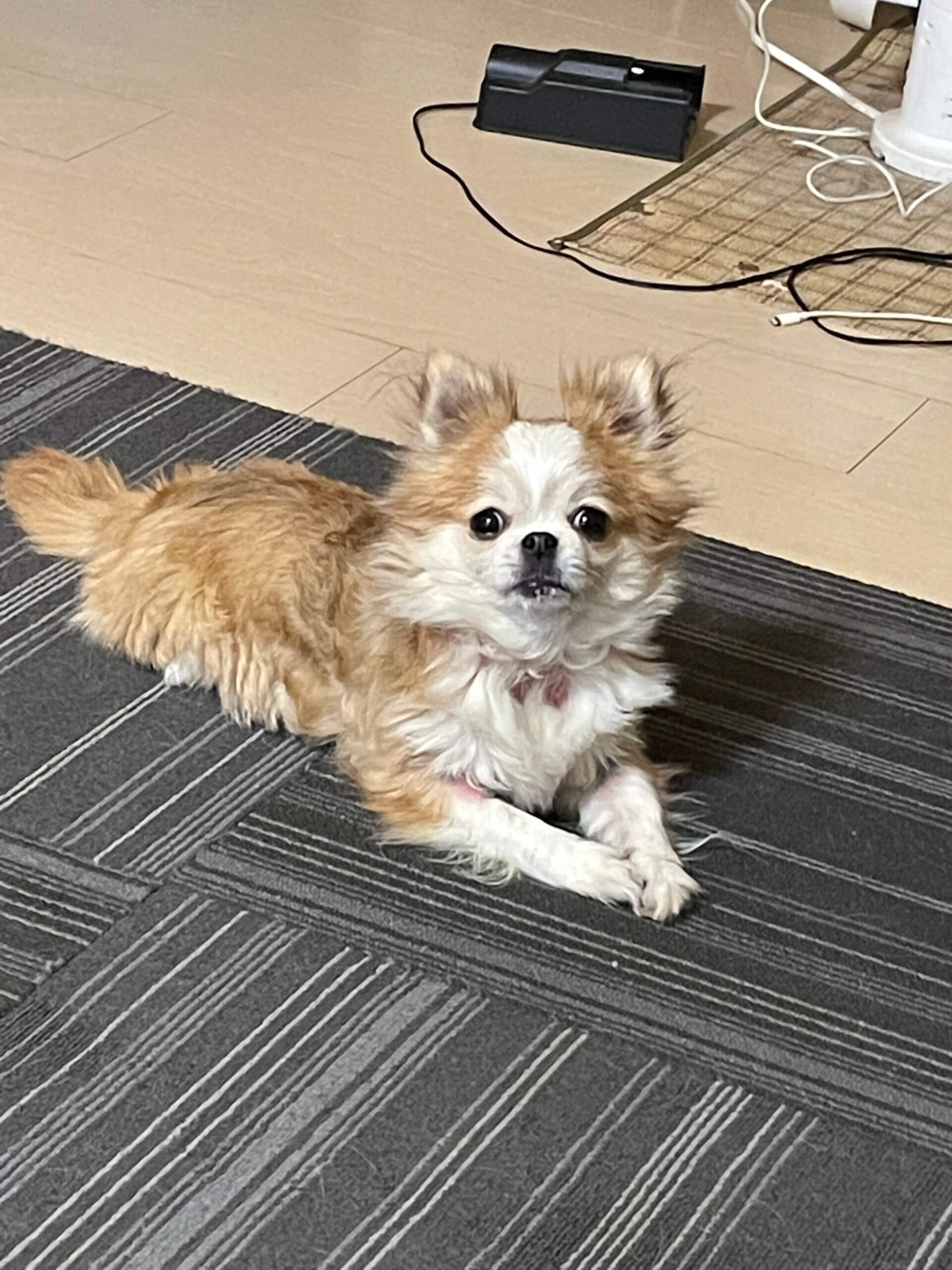 もなかもうすぐ３歳