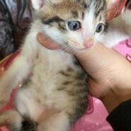 生後1ヶ月ぐらいの子猫