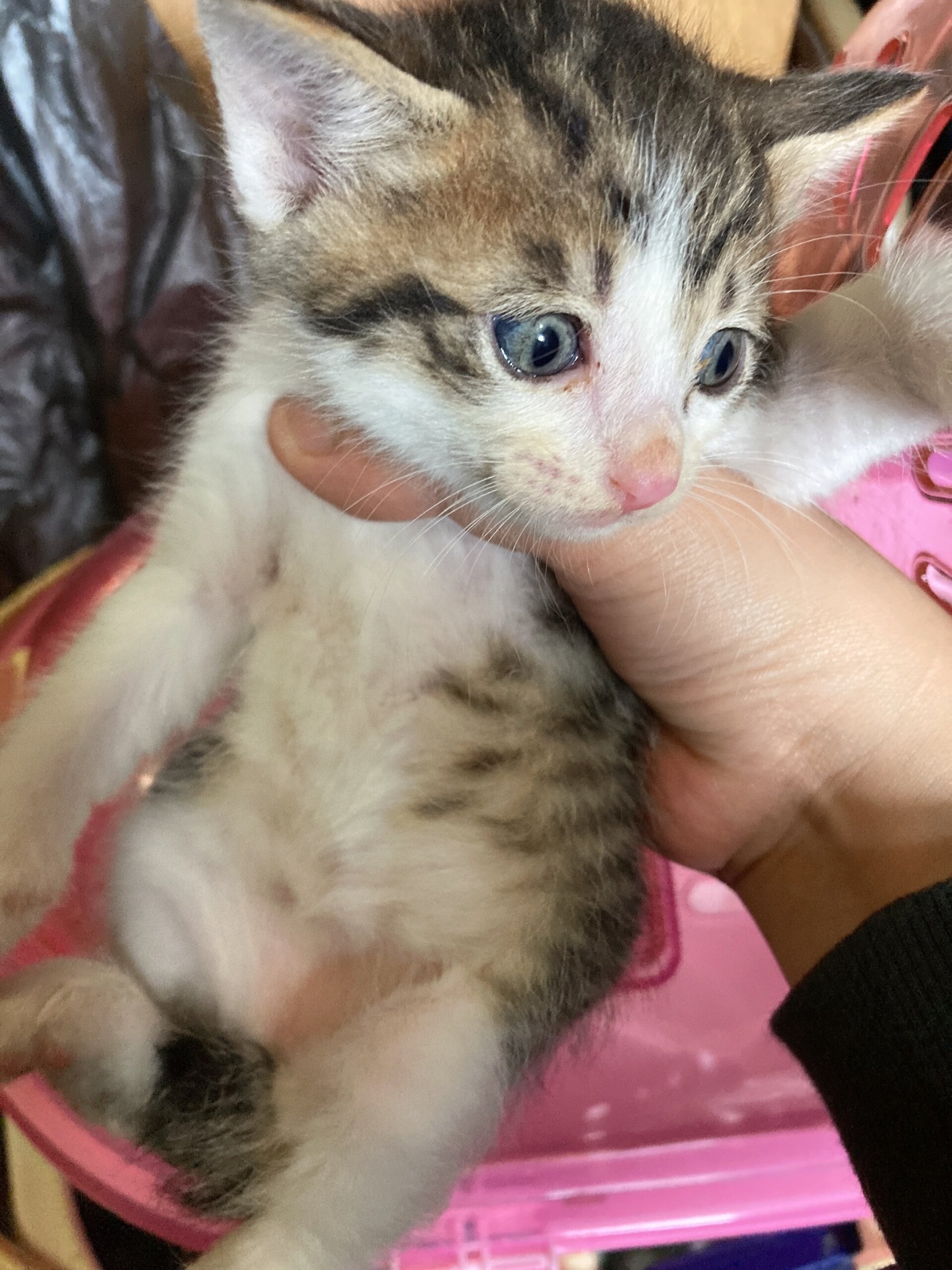 生後1ヶ月ぐらいの子猫