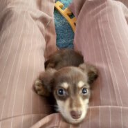 生後9ヶ月前後の子犬 男の子