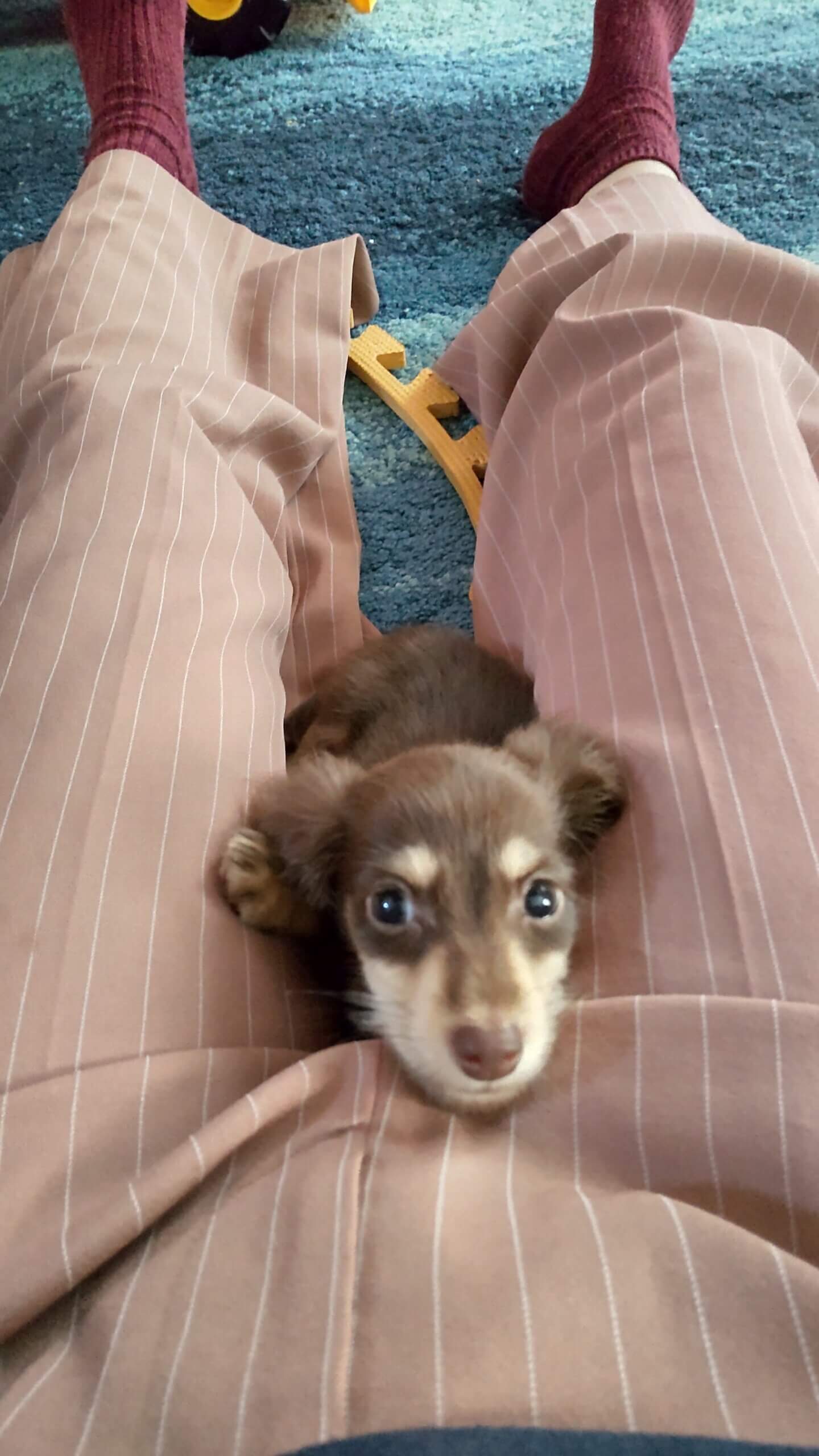 生後9ヶ月前後の子犬 男の子