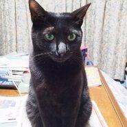 おだやか で 社交的 な まっくろ ♪