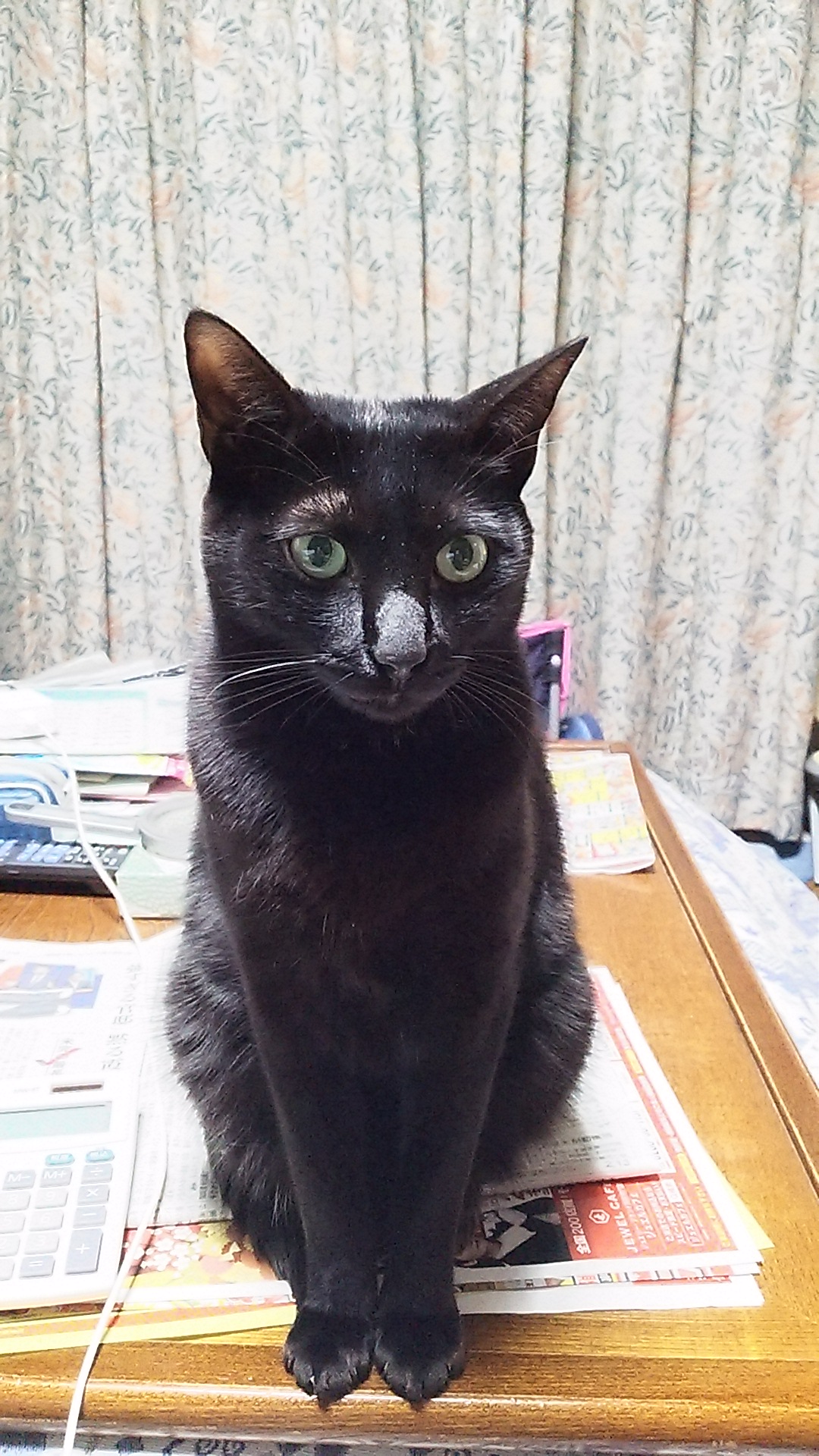 おだやか で 社交的 な まっくろ ♪