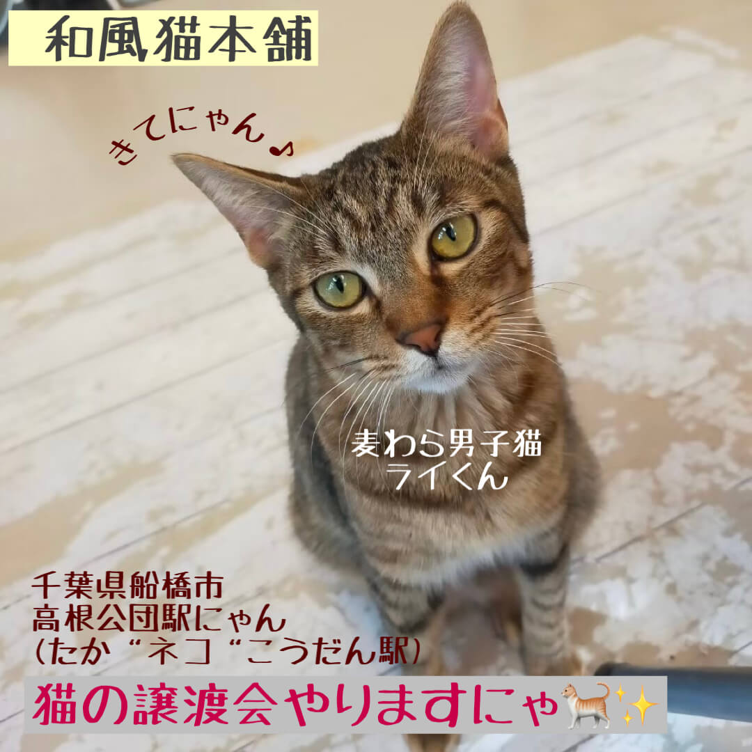 【千葉県船橋市】和風猫本舗 ふれあい譲渡会開催