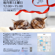 猫の譲渡会