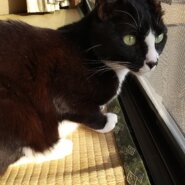 活発 で 美猫 の はな ちゃん♪