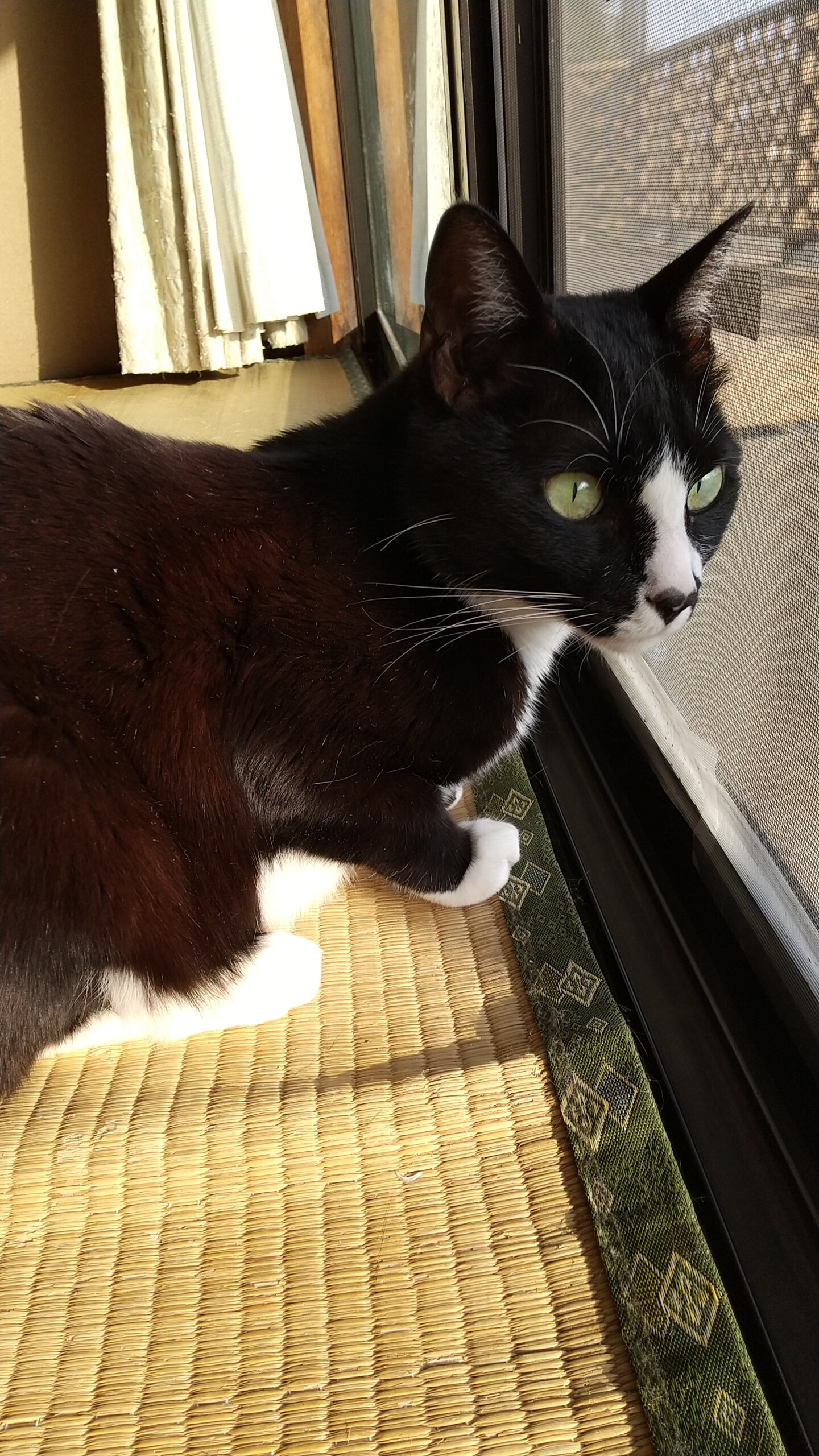 活発 で 美猫 の はな ちゃん♪