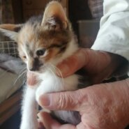 生後1ヶ月の仔猫　女のこ