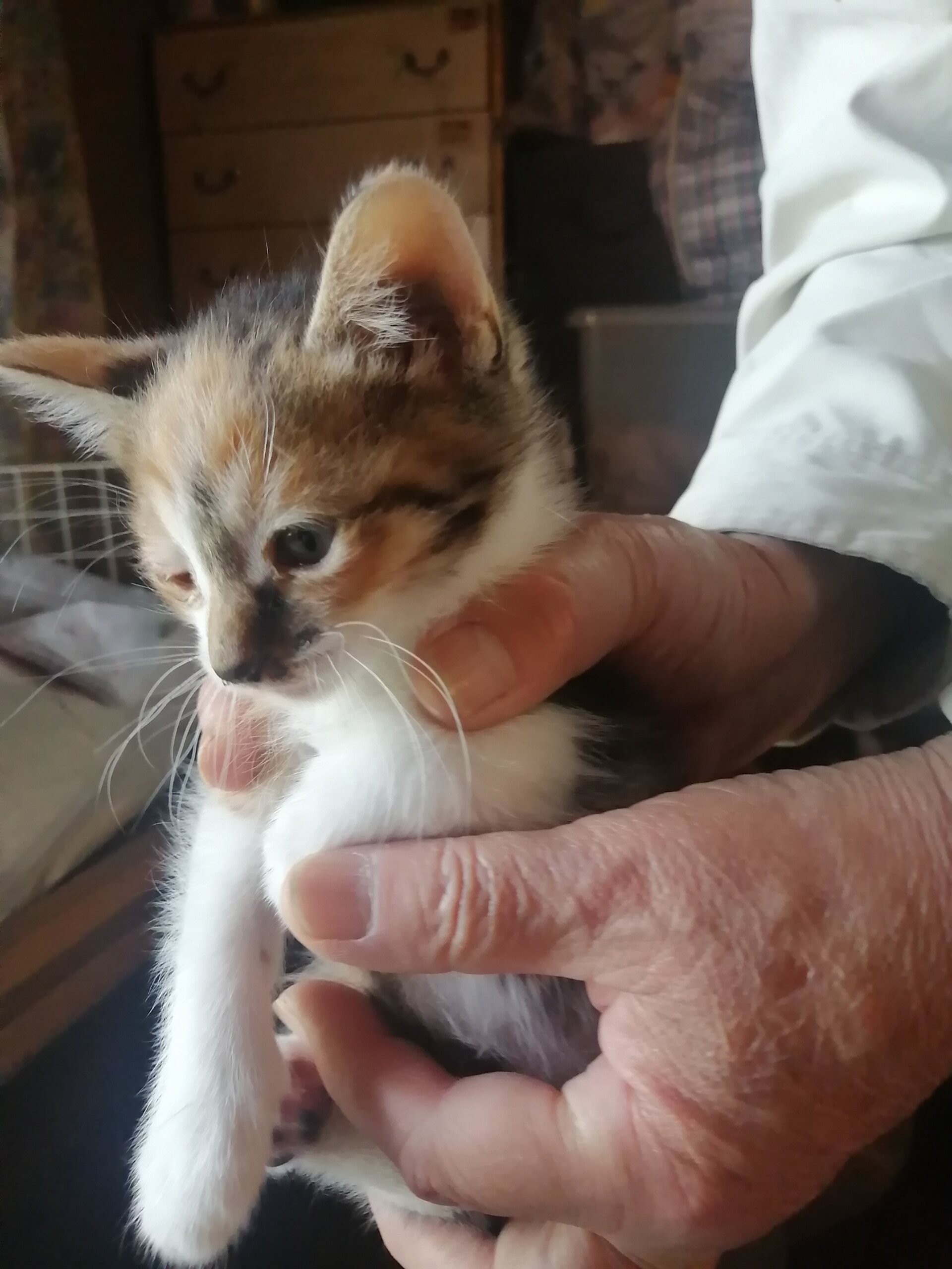 生後1ヶ月の仔猫　女のこ