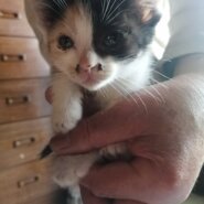 生後1ヶ月の仔猫　女のこ