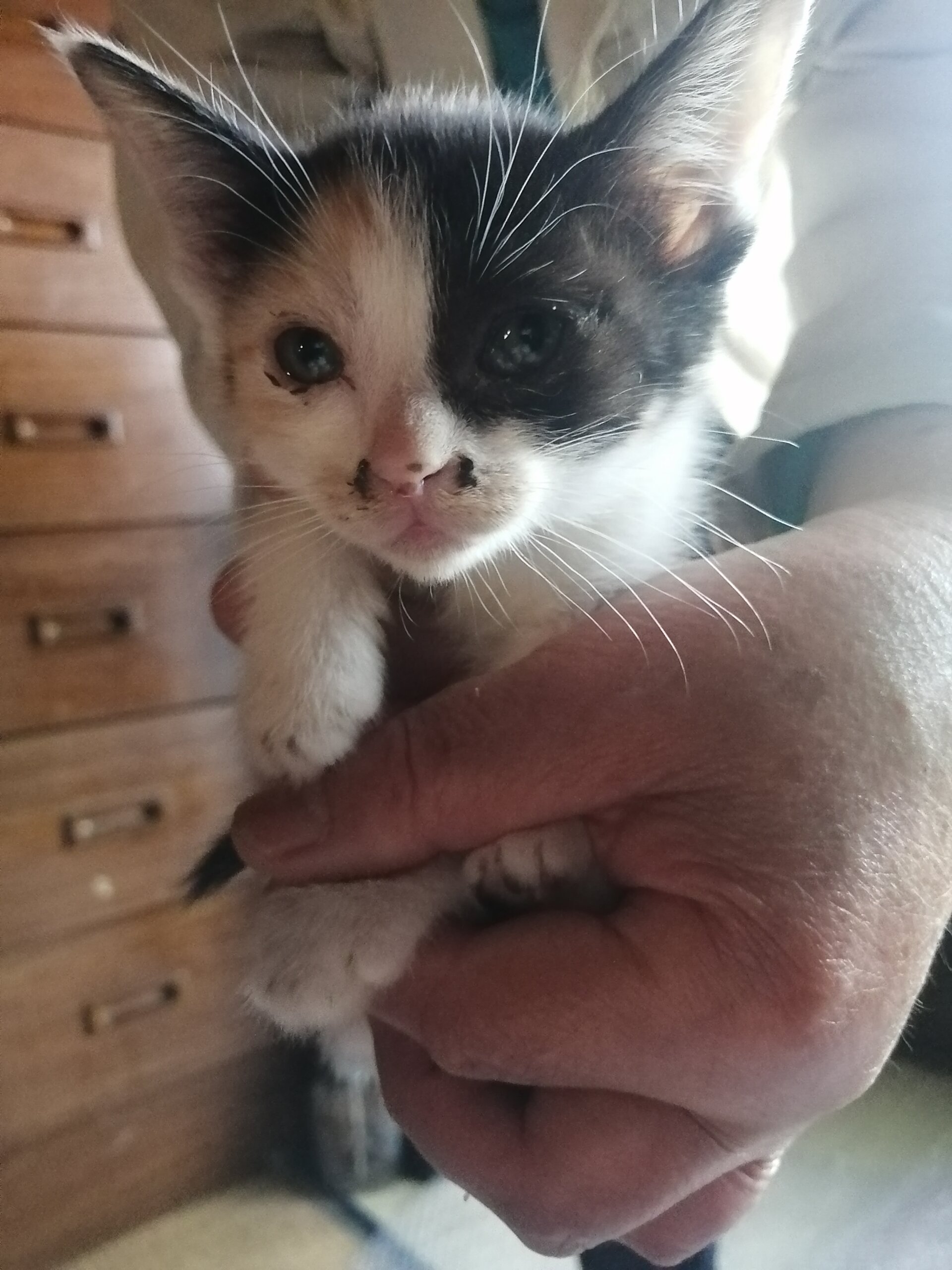 生後1ヶ月の仔猫　女のこ