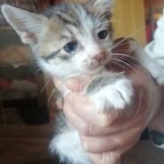 生後1ヶ月の仔猫　性別不明