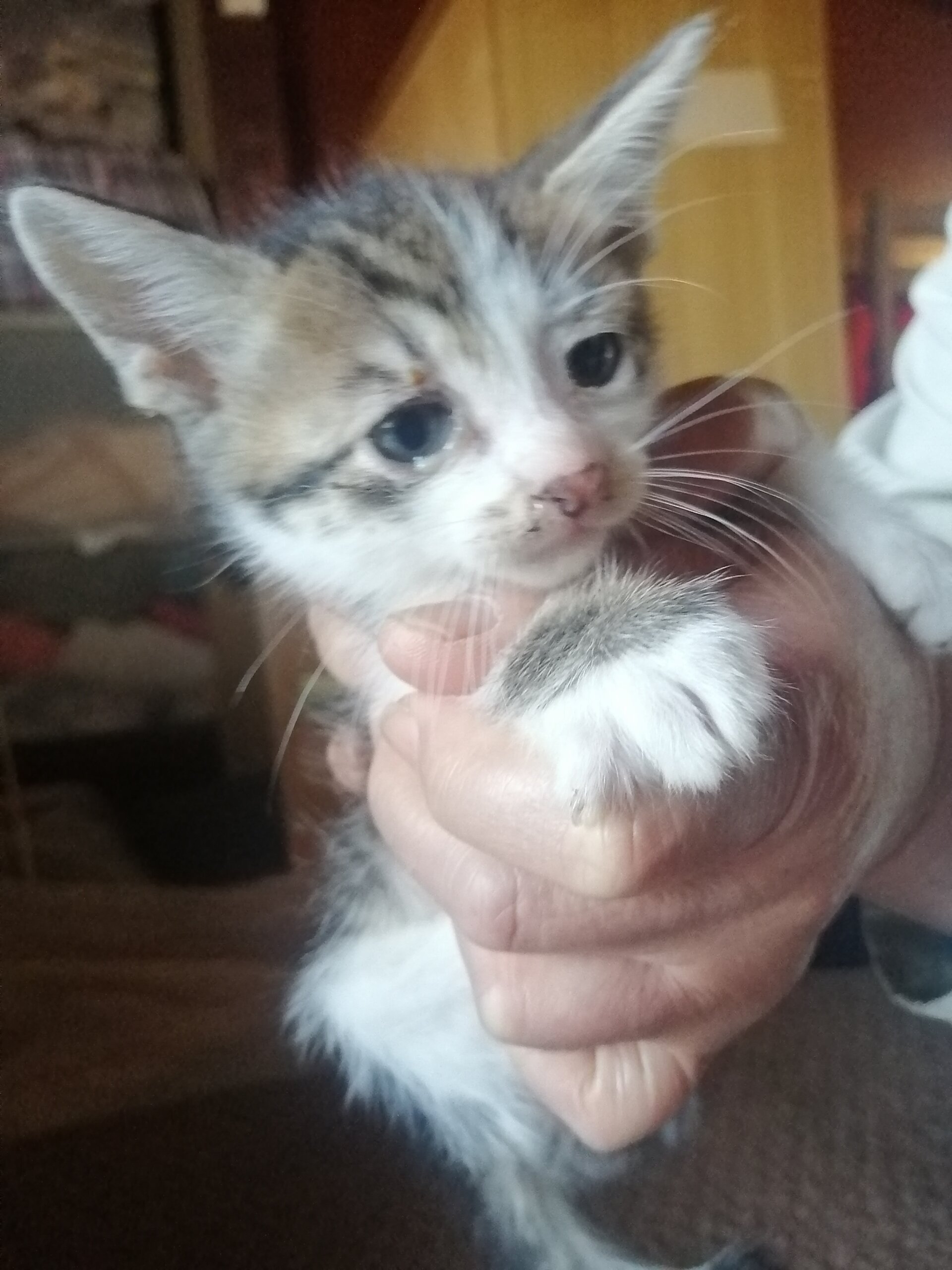 生後1ヶ月の仔猫　性別不明