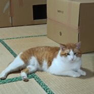 かわいい茶トラ白猫くん