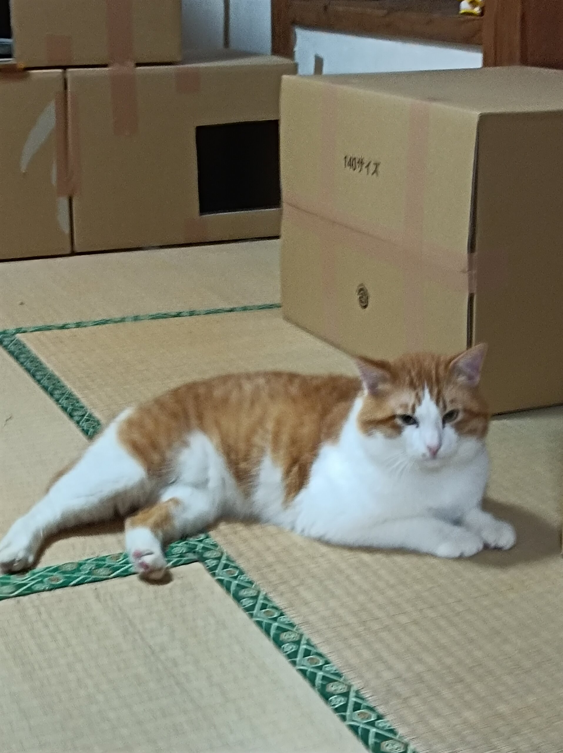 かわいい茶トラ白猫くん