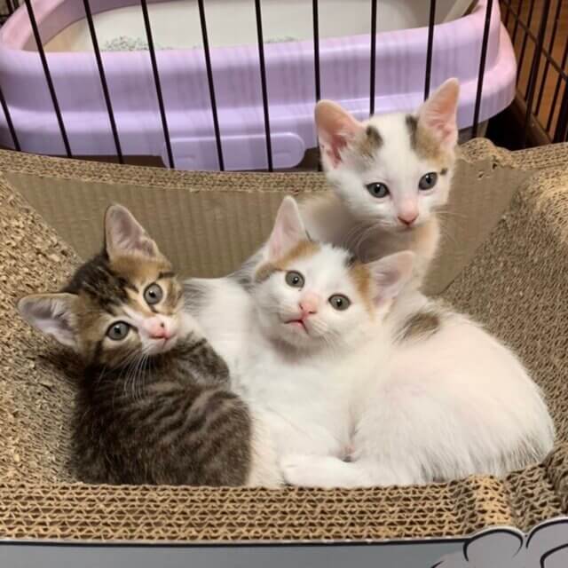 保護猫のマッチングサイト管理などを手伝ってくださる猫好きボランティアさん募集