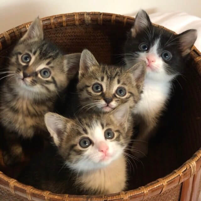 品川駅近郊で保護猫の預かりボランティアさん募集