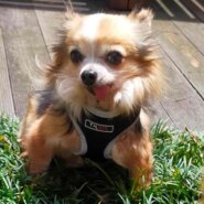 【チワワ♂・繁殖場からレスキュー】シュウ♪