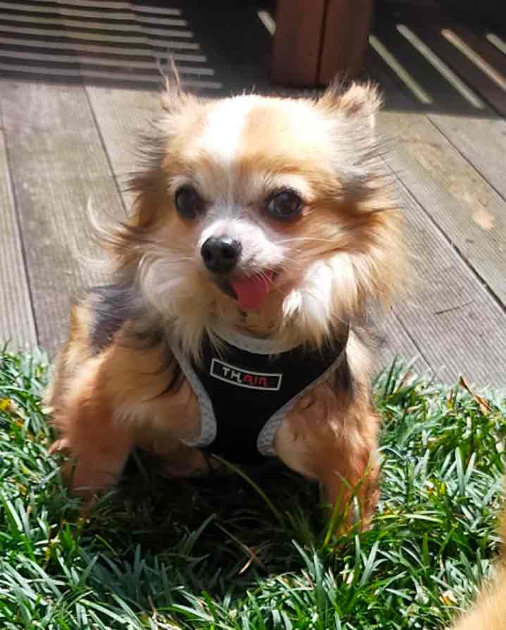 【チワワ♂・繁殖場からレスキュー】シュウ♪