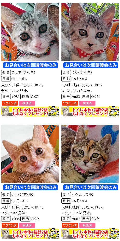 20匹の子猫まつり！！愛知県みよし市