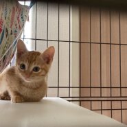 珍しい！？大変可愛い茶トラの女の子♪