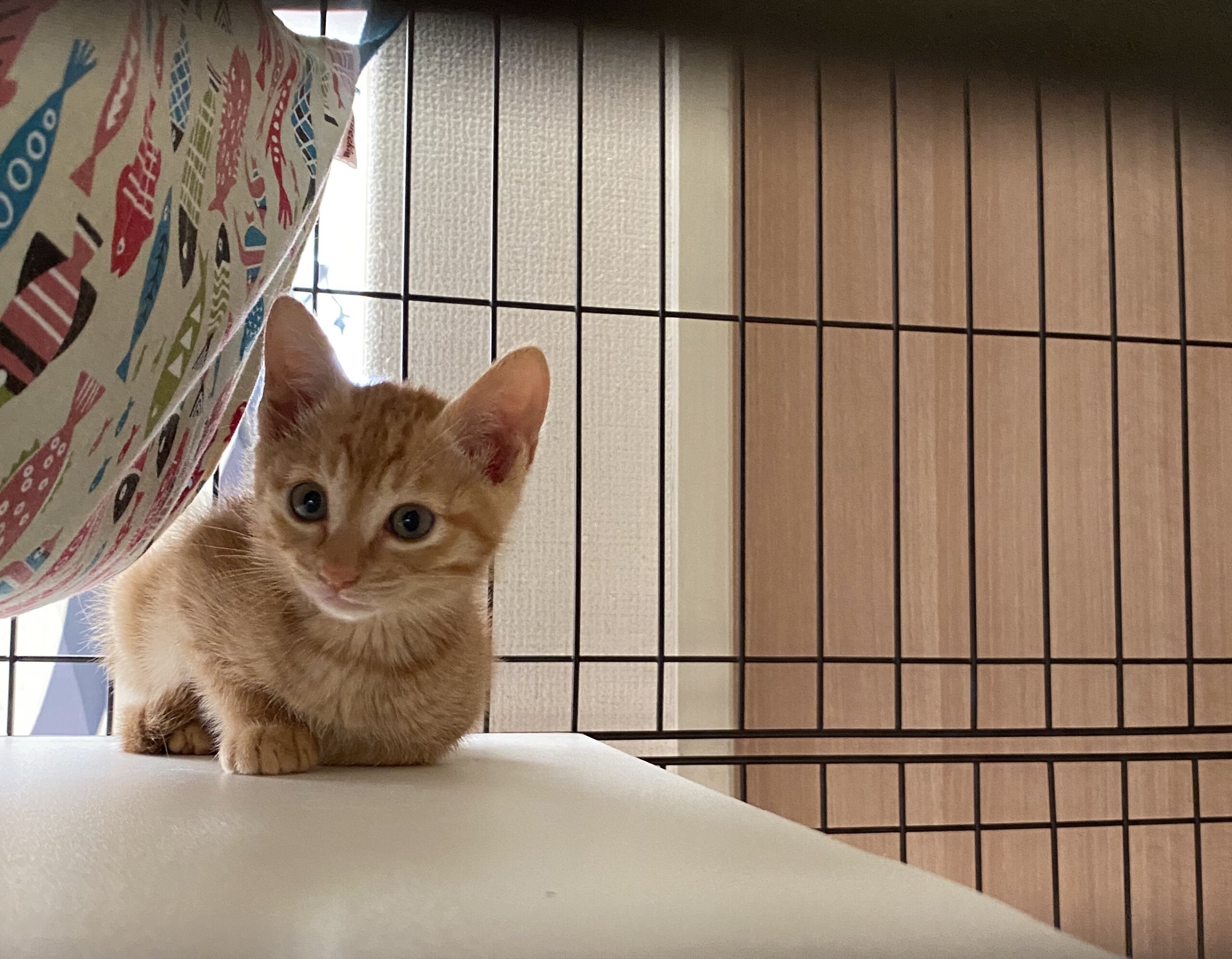 珍しい！？大変可愛い茶トラの女の子♪