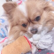 チワワの男の子🐶4歳🌼心優しい方お願い致します