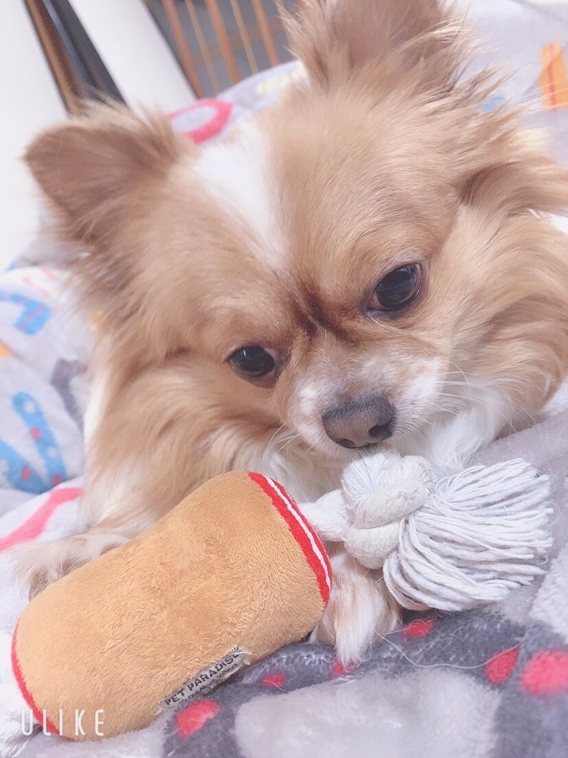 チワワの男の子🐶4歳🌼心優しい方お願い致します