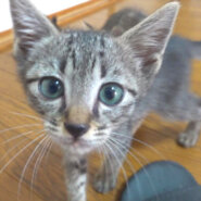 キジトラの子猫の男の子です！