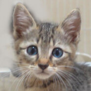 キジトラの子猫の女の子です！