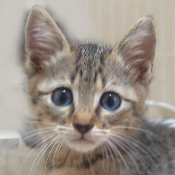 キジトラの子猫の女の子です！