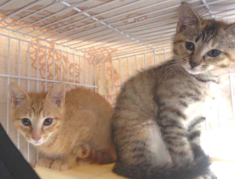 2022年6月15日入所茶トラと麦わらキジの子猫兄妹の里親さんを募集します。