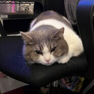 【再掲載】生後2才11ヶ月前後の男の子（スコティッシュフォールド）