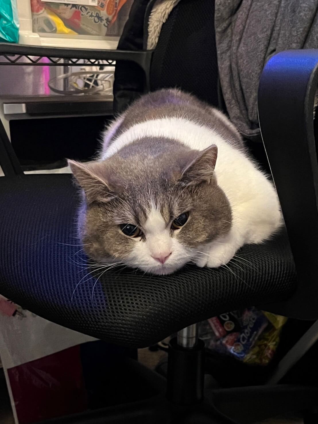 【再掲載】生後2才11ヶ月前後の男の子（スコティッシュフォールド）