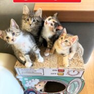 激アツ☆子猫ラッシュ!! in春日井☆保護猫の譲渡会2022年6月18日（土）～ 非営利団体　ちーむ にゃいんず