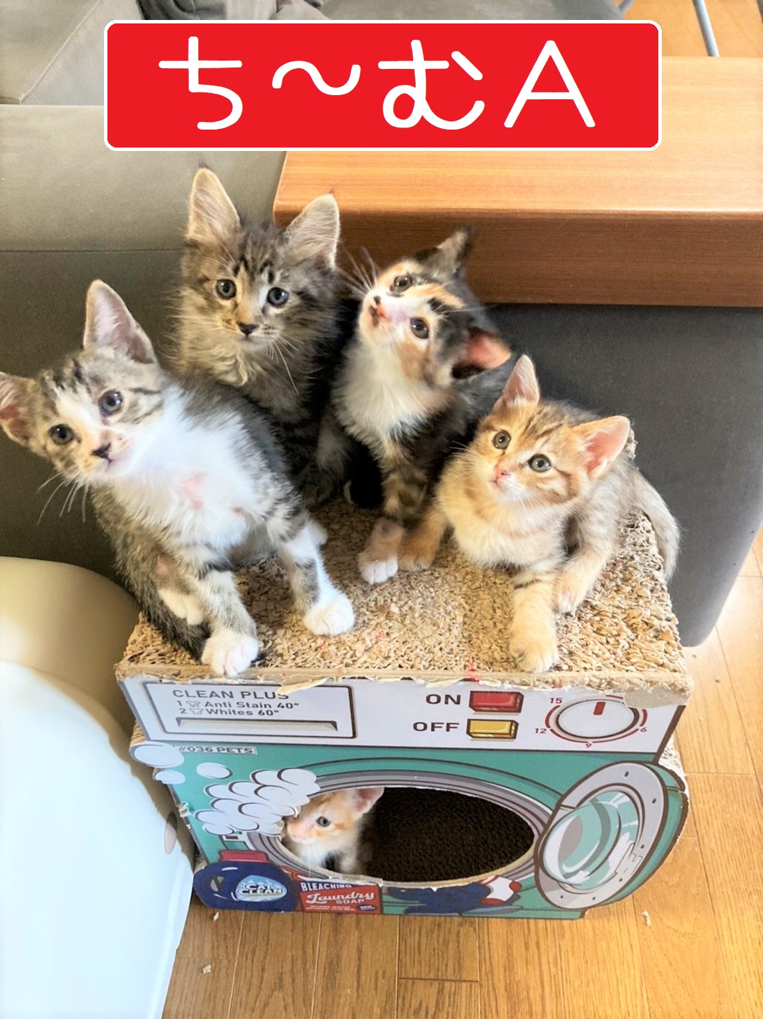 激アツ☆子猫ラッシュ!! in春日井☆保護猫の譲渡会2022年6月18日（土）～ 非営利団体　ちーむ にゃいんず