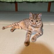 1歳キジトラ男の子【去勢済】